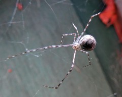 Cryptachaea gigantipes