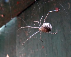 Cryptachaea gigantipes
