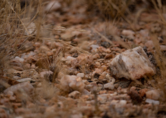 Trachypetrella anderssonii