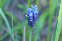 Muscari