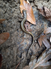 Eurycea guttolineata