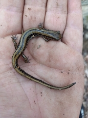 Eurycea guttolineata