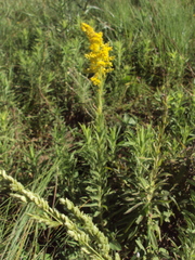 Solidago chilensis