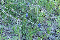 Muscari