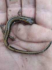 Eurycea guttolineata