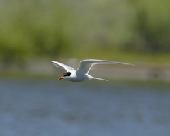 Sterna hirundinacea