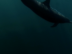Stenella longirostris