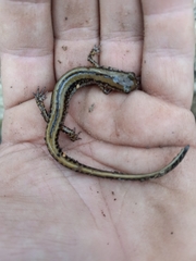 Eurycea guttolineata