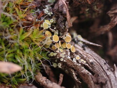 Lachnellula