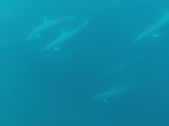 Stenella longirostris