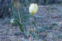 Tulipa