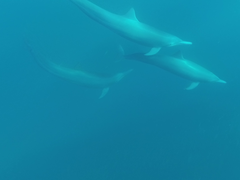 Stenella longirostris