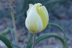 Tulipa
