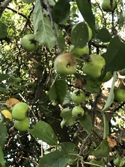 Malus domestica