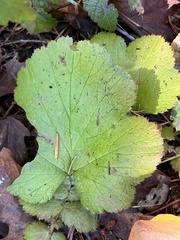 Geum