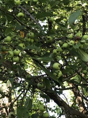 Malus domestica