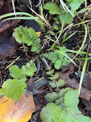 Geum