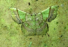 Neagathia corruptata