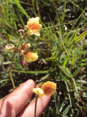 Macroptilium prostratum