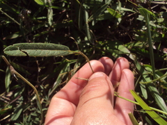 Macroptilium prostratum