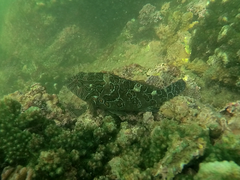 Cirrhitus rivulatus