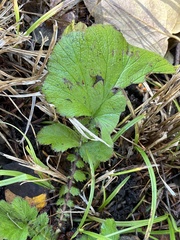 Geum