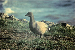 Branta bernicla