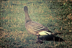 Branta bernicla