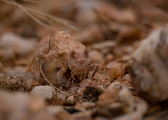 Trachypetrella anderssonii