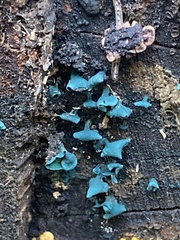 Chlorociboria aeruginascens