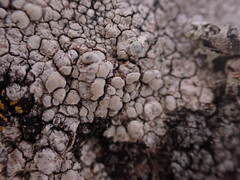 Lecanora rupicola