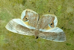 Opisthoxia