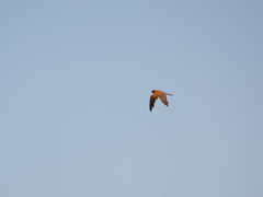 Falco rupicoloides
