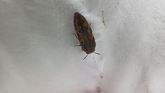 Acmaeodera parkeri