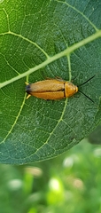 Ellipsidion humerale