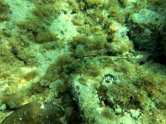 Urobatis jamaicensis