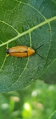 Ellipsidion humerale
