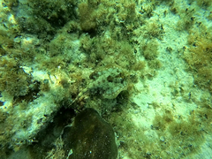 Urobatis jamaicensis