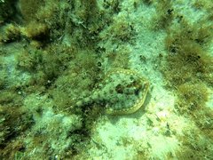 Urobatis jamaicensis