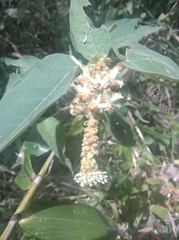 Croton