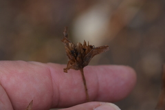 Elephantopus carolinianus