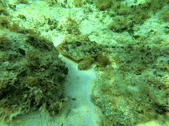 Urobatis jamaicensis