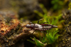 Gynaikothrips