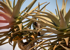 Pycnonotus nigricans