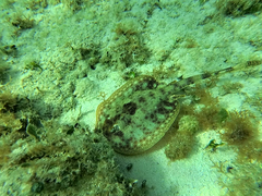 Urobatis jamaicensis