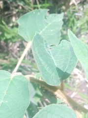 Croton