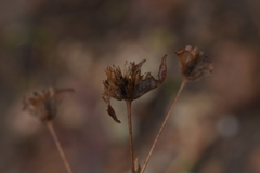 Elephantopus carolinianus