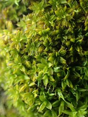 Syntrichia