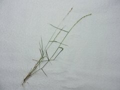 Festuca