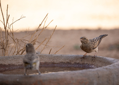 Emberiza impetuani